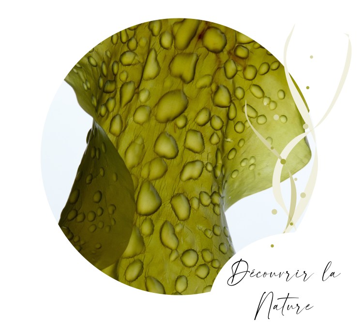 sorties nature, contes, ateliers nature